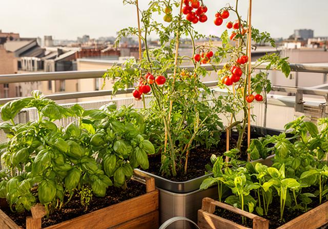 Piccolo orto sul balcone con pomodori, basilico e cassette in legno